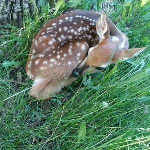 Meet your Posher, Toinette
